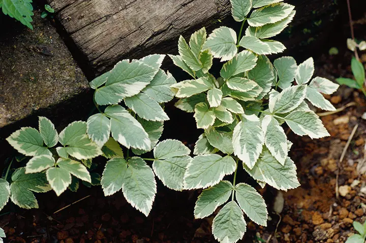 エゴポディウムとは｜育て方がわかる植物図鑑｜みんなの趣味の園芸