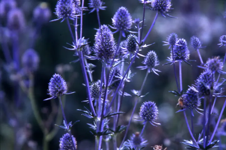 の 人気アイテムランキング エリンジウム（エリンジューム）とは｜育て方がわかる植物図鑑 花