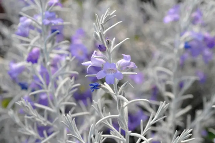 エレモフィラ カルバリーカーペット エレモフィラ・グラブラ