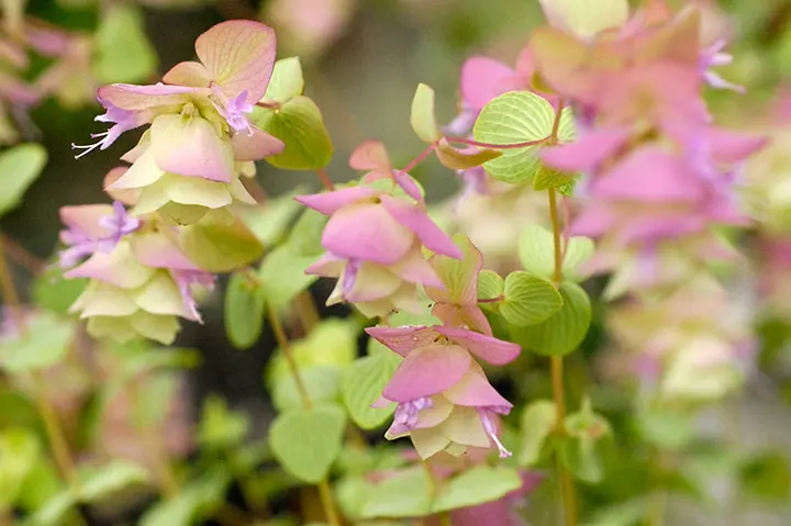 オレガノケントビューティ オレガノ（'ケント・ビューティ'など花もの）とは｜育て方が