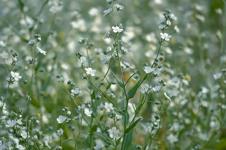 オンファロデスとは｜育て方がわかる植物図鑑｜みんなの趣味の園芸