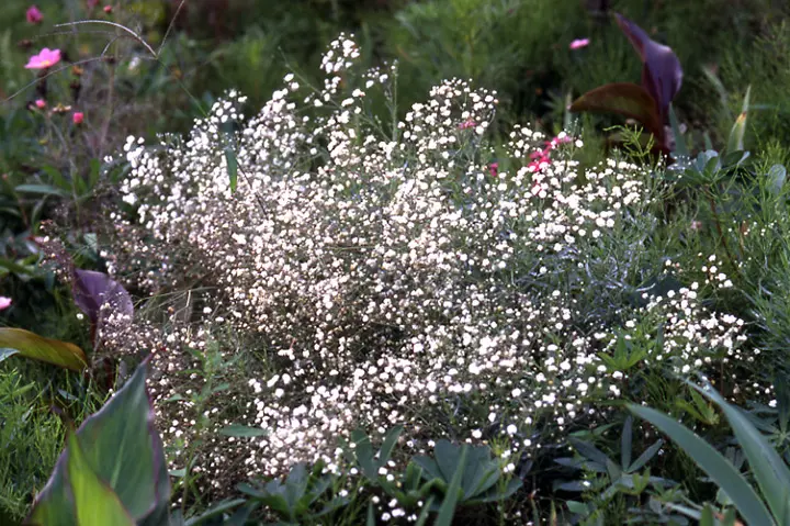 カスミソウの育て方・栽培方法｜植物図鑑｜みんなの趣味の園芸（NHK出版）