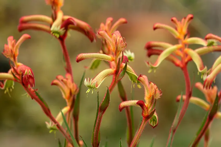 布染め創作の花カンガルーポ カンガルーポー（アニゴザントス）とは｜育て方がわかる植物図鑑