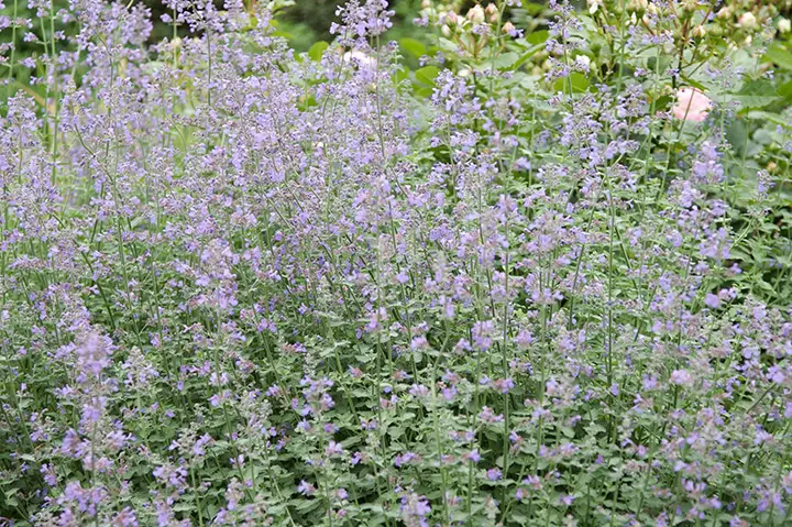 ネペタ（キャットミント）とは｜育て方がわかる植物図鑑｜みんなの趣味