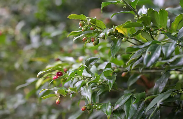 サルココッカとは｜育て方がわかる植物図鑑｜みんなの趣味の園芸（NHK