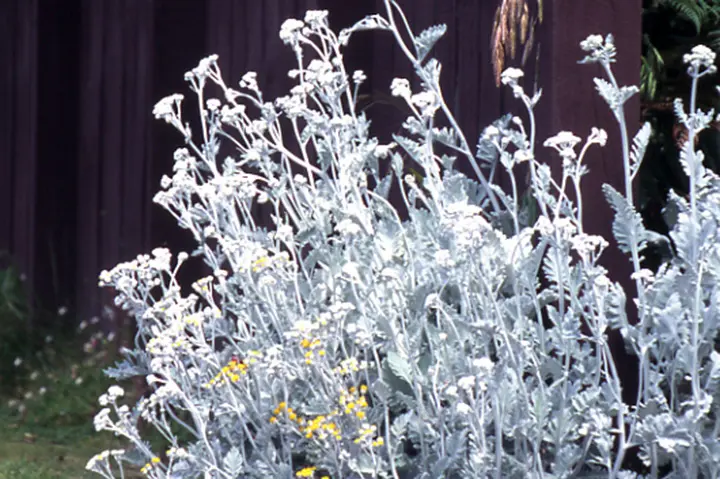 シロタエギクとは｜育て方がわかる植物図鑑｜みんなの趣味の園芸（NHK