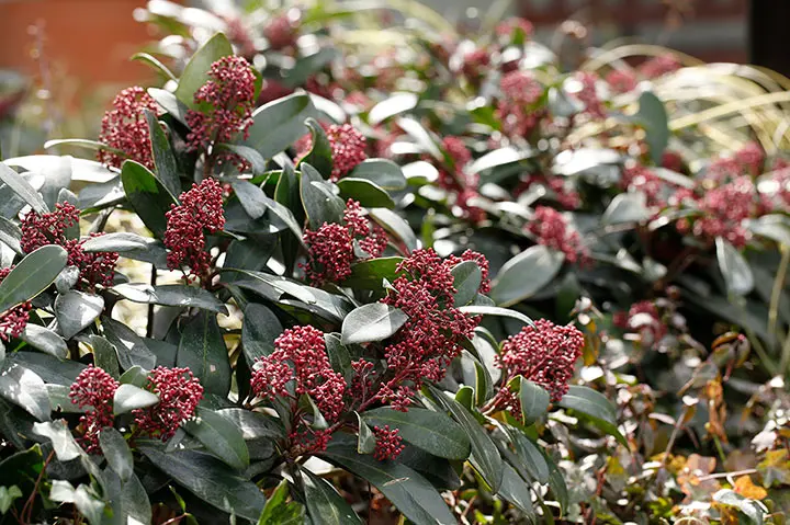 ぐっどな毎日様 リクエスト 2点 まとめ スキミア ペローサ マジック