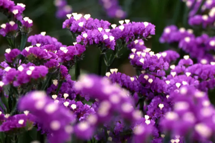 ❇️スターチス デュモサ❣️2種類 生花】HBチース デュモサ