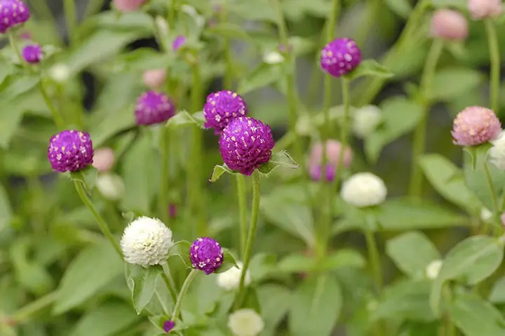 ガーデニング・植物図鑑（草花・ハーブ・樹木・野菜） 育て方がわかる植物図鑑・花図鑑｜みんなの趣味の園芸（NHK出版）
