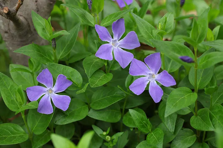 ツルニチニチソウとは｜育て方がわかる植物図鑑｜みんなの趣味の園芸