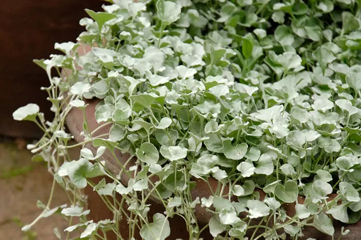 まとめ買いで¥150 ダイコンドラ シルバーフォールズ 多年草 手の平に収まる位 まとめ買いで¥150 ダイコンドラ シルバーフォールズ 多年草 手の平に