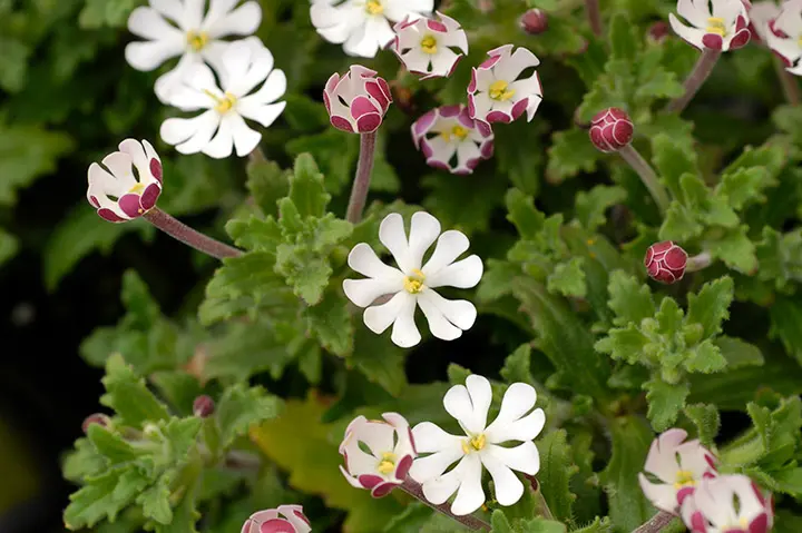 ザルジアンスキアとは｜育て方がわかる植物図鑑｜みんなの趣味の園芸