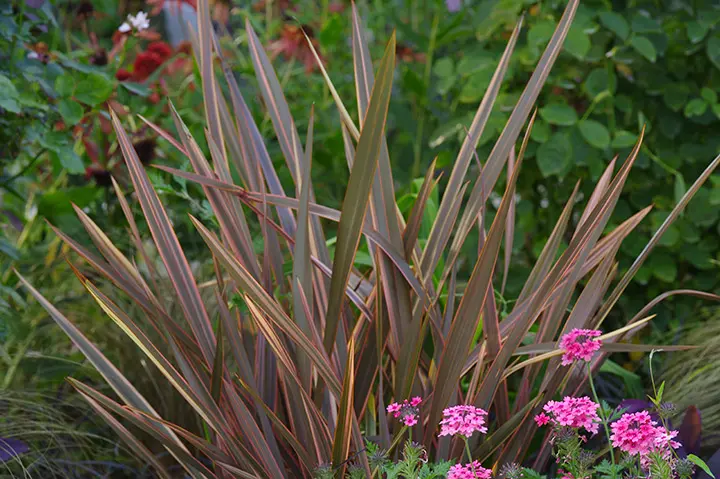 ☆ニューサイラン　4株！ ☆ニューサイラン 4株！ ニューサイランとは｜育て方がわかる植物図鑑