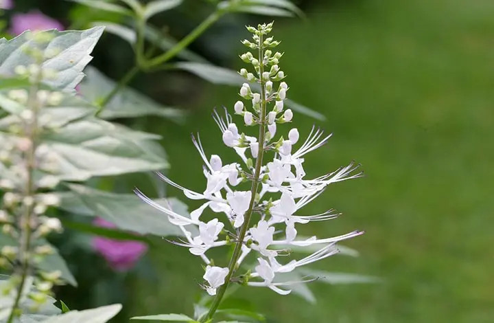 育て方がわかる植物図鑑・花図鑑｜みんなの趣味の園芸（NHK出版）