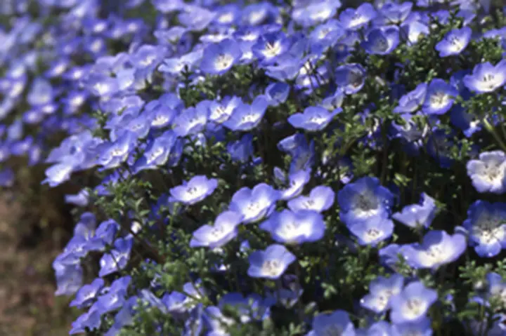 ネモフィラとは｜育て方がわかる植物図鑑｜みんなの趣味の園芸（NHK出版）