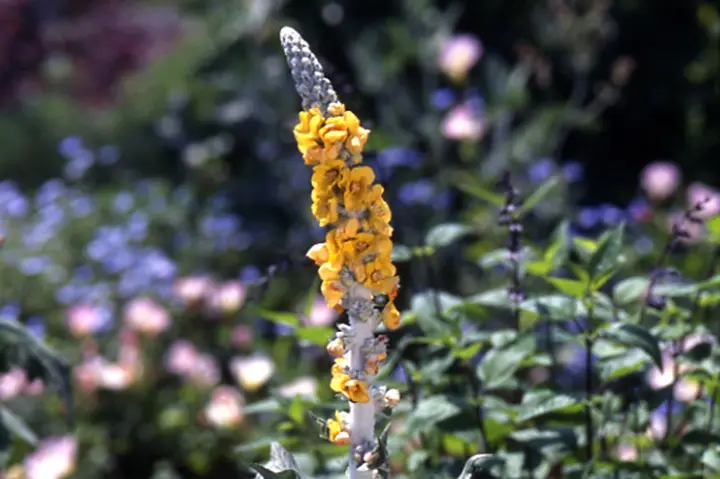 バーバスカムの育て方・栽培方法｜植物図鑑｜みんなの趣味の園芸（NHK