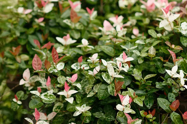 No1―No2 大型株ハツユキカヅラ観葉植物 緑とピンクの葉 約55cm〜大迫力 No1―No2 大型株ハツユキカヅラ観葉植物 緑とピンクの葉 約55cm