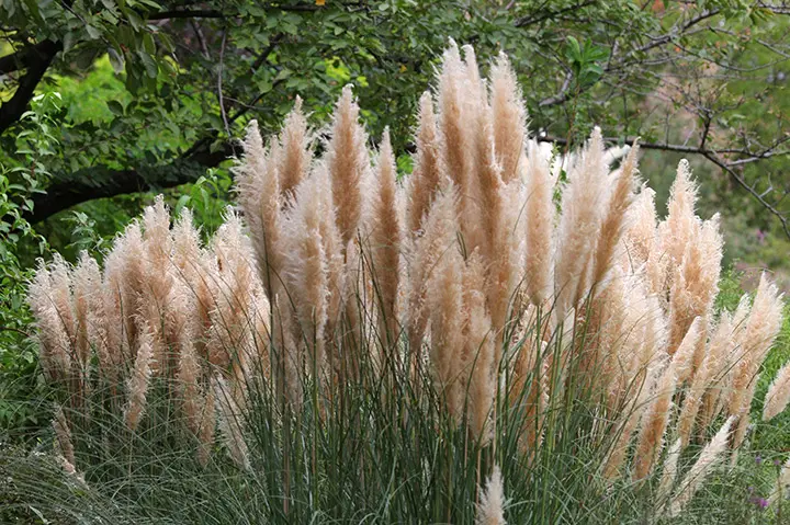 パンパスグラスとは｜育て方がわかる植物図鑑｜みんなの趣味の園芸