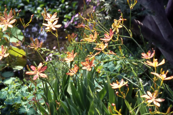 ヒオウギとは｜育て方がわかる植物図鑑｜みんなの趣味の園芸（NHK出版）