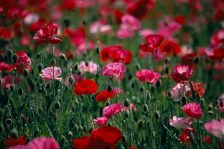 ヒナゲシとは｜育て方がわかる植物図鑑｜みんなの趣味の園芸