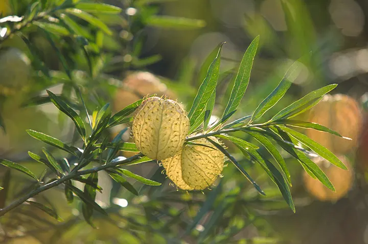 フウセントウワタとは｜育て方がわかる植物図鑑｜みんなの趣味の園芸 