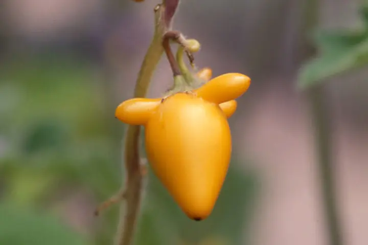 フォックスフェイスの育て方・栽培方法｜植物図鑑｜みんなの趣味の園芸