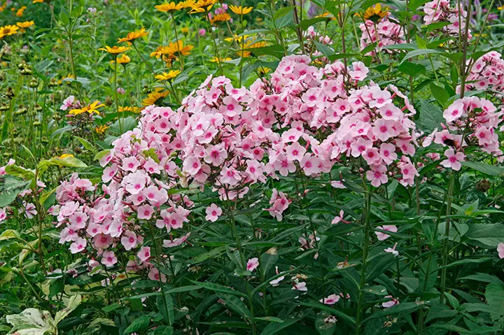 春育ち フロックスとは｜育て方がわかる植物図鑑｜みんなの趣味の園芸