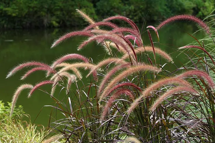 特大ペニセツム  セタケウム ☆パープルファウンテン☆入荷しました♪ 特大ペニセツム セタケウム ☆パープルファウンテン☆入荷しま