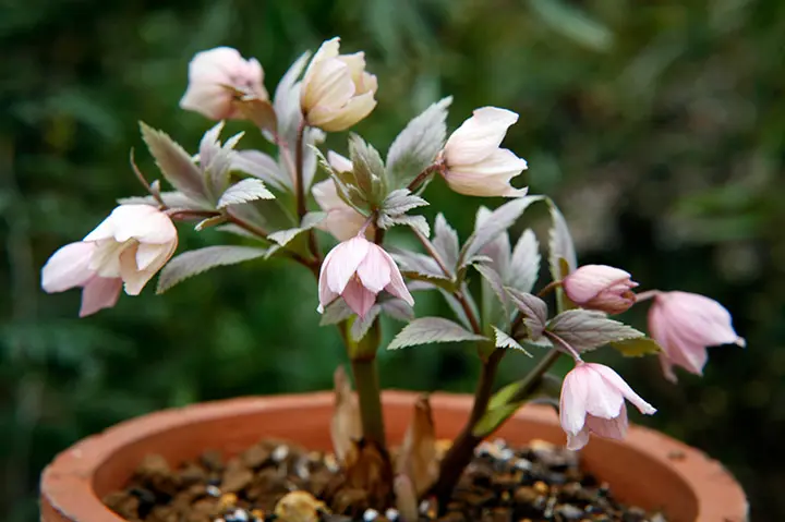 原種クリスマスローズチベタヌス(甘粛省甘谷産)実生4年苗