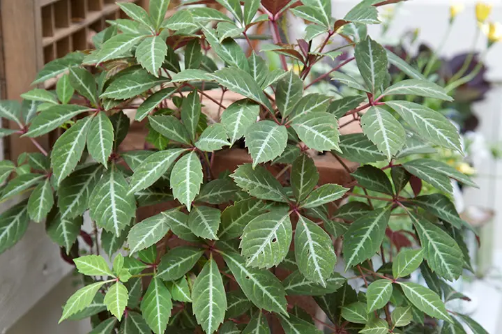 琴様確認用(オカメツタ、ヘンリーツタ) ヘンリーヅタ（ツタ類）とは｜育て方がわかる植物図鑑｜みんなの趣味の