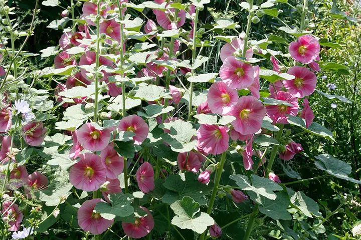 おすすめ！【10粒】八重＆２色咲きのホリホック　１本に２色咲き♪ 八重咲きホリホック(タチアオイ)開花｜園芸日記byTokio🌺Bloem