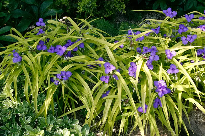 ツユクサ ツユクサとシマツユクサ