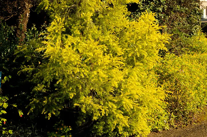 メラレウカ レボリューションゴールド 特大株 130cm❗美形 ティーツリー メラレウカ レボリューションゴールド 特大株 130cm❗美形 ティーツリー