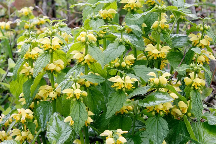 ラミウムとは｜育て方がわかる植物図鑑｜みんなの趣味の園芸