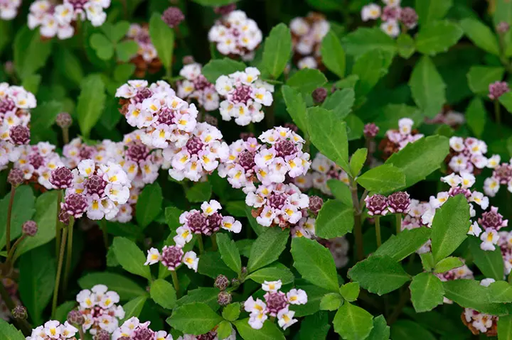 ヒメイワダレソウ⑥ Amazon.co.jp: ヒメイワダレソウ（リピア）・クリーピングタイム