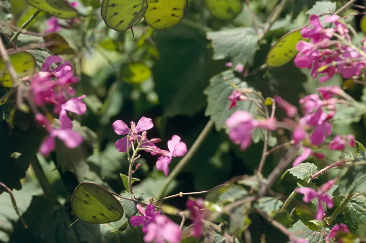 もみ様曼珠沙華・大判草・たね