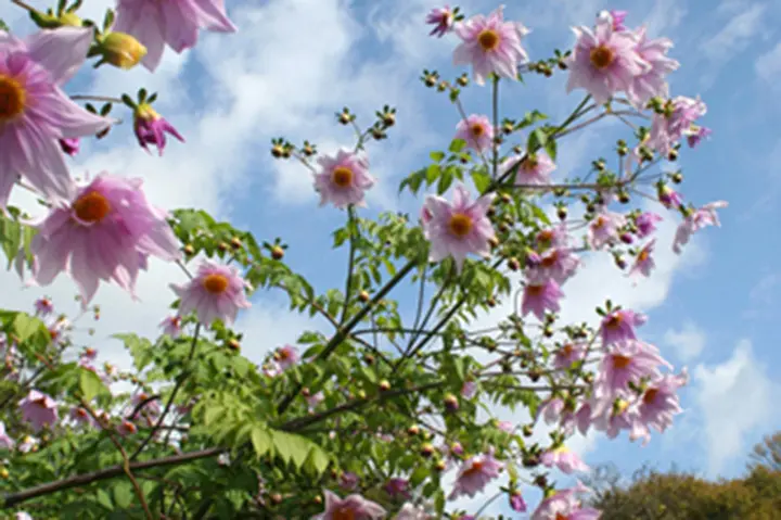 皇帝ダリアとは｜育て方がわかる植物図鑑｜みんなの趣味の園芸