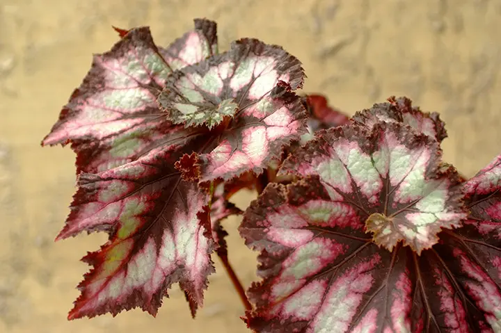 根茎性ベゴニアとは｜育て方がわかる植物図鑑｜みんなの趣味の園芸