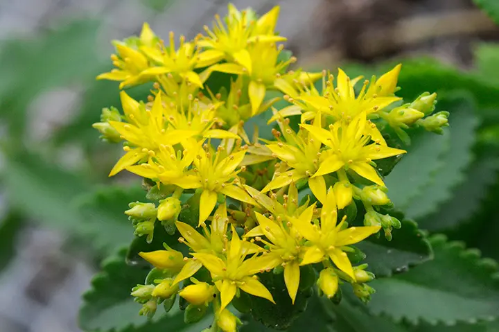 売り切れました。キリンソウ 大覆輪 キリンソウの育て方・栽培方法｜植物図鑑｜みんなの趣味の園芸（NHK出版）