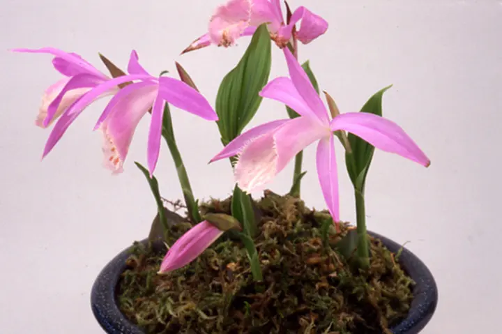 タイリントキソウとは｜育て方がわかる植物図鑑｜みんなの趣味の園芸