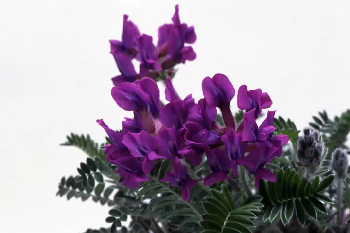 レブンソウとは｜育て方がわかる植物図鑑｜みんなの趣味の園芸（NHK出版）
