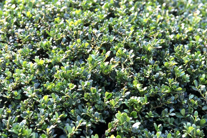 イヌツゲの育て方・栽培方法｜植物図鑑｜みんなの趣味の園芸（NHK出版）