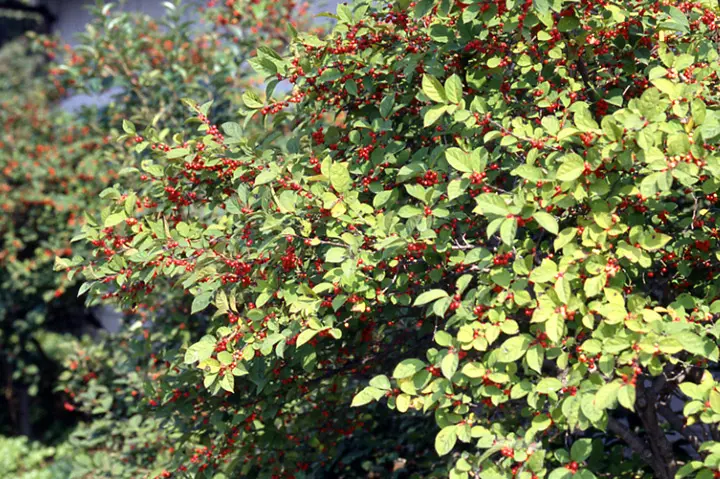 ウメモドキとは｜育て方がわかる植物図鑑｜みんなの趣味の園芸（NHK出版）