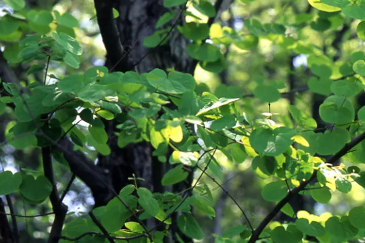 桂（カツラ） 【品番3331】〈植木/庭木〉 樹木シリーズ29 カツラ