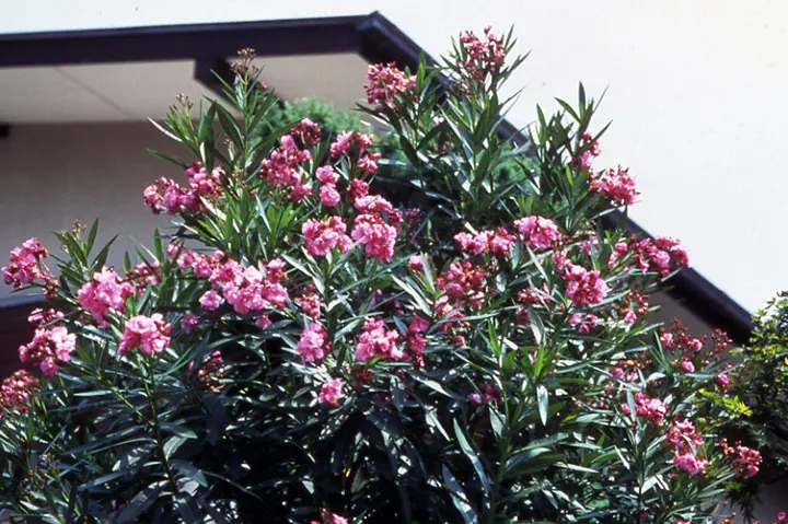 キョウチクトウとは｜育て方がわかる植物図鑑｜みんなの趣味の園芸 