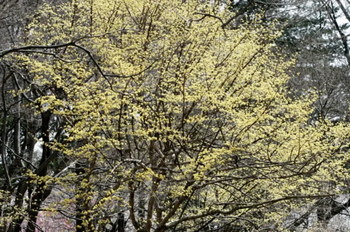 サンシュユの育て方・栽培方法｜植物図鑑｜みんなの趣味の園芸（NHK出版）