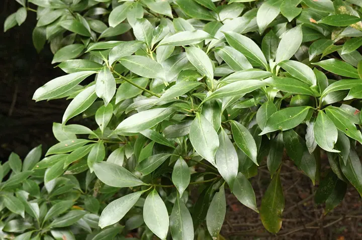 シキミとは|育て方がわかる植物図鑑|みんなの趣味の園芸(NHK出版)