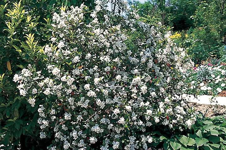 ジャリンバイの実3 00本 アイビー シャリンバイとは｜育て方がわかる植物図鑑｜みんなの趣味の園芸（NHK