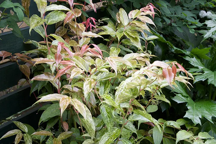 セイヨウイワナンテンとは｜育て方がわかる植物図鑑｜みんなの趣味の