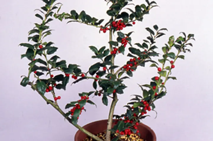 セイヨウヒイラギとは｜育て方がわかる植物図鑑｜みんなの趣味の園芸